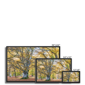Autumn Beeches