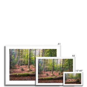 Tranquil autumn woodland