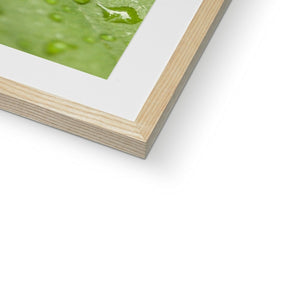 Leaf droplets 2