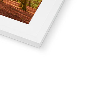 In the Shadow of Trees