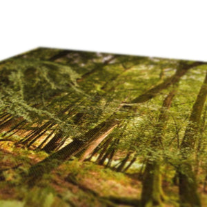Fern view