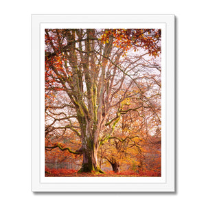 Autumn tree
