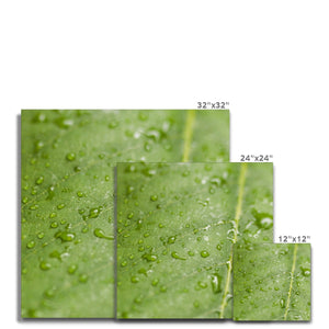 Leaf droplets