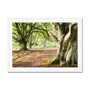 Wise old beeches
