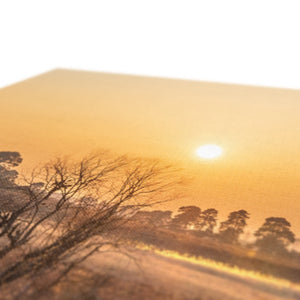 Sun reeds