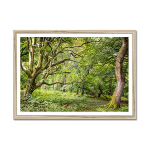 Green forest landscape