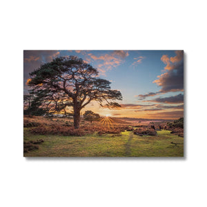 Sunset forest landscape