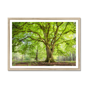 Emerald canopy forest scene
