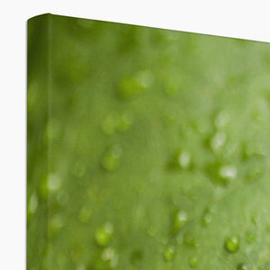 Leaf droplets