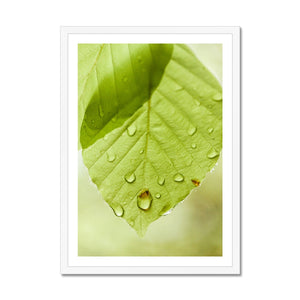 Leaf droplets 5