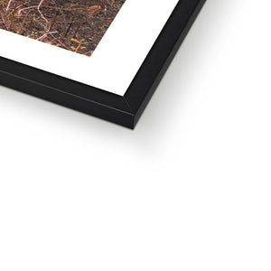Bolder pines Framed Print