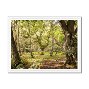 Silent woods