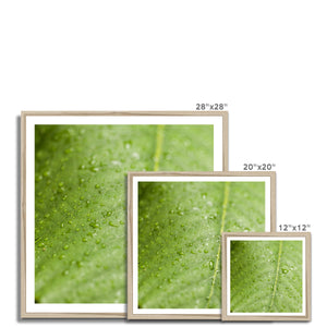Leaf droplets