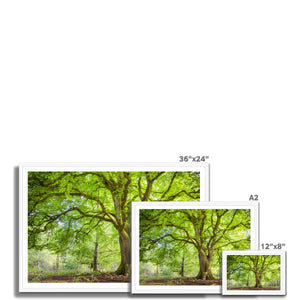 Emerald canopy forest scene