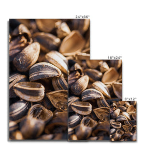 Sun Flower seeds shells