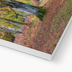 Autumn Beeches