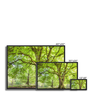 Emerald canopy forest scene