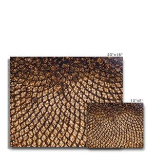 Sun Flower seed pattern