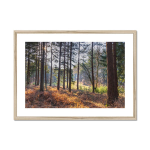 Shadows of the pines