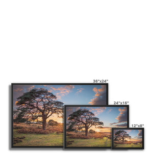 Sunset forest landscape
