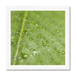 Leaf droplets 2