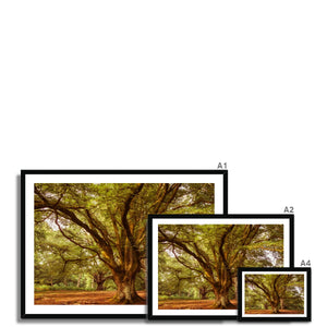 3 Beeches
