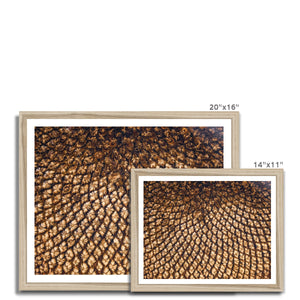 Sun Flower seed pattern