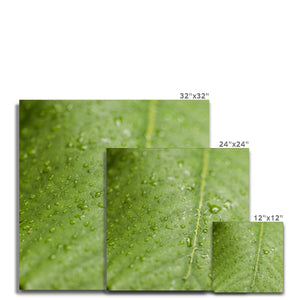 Leaf droplets