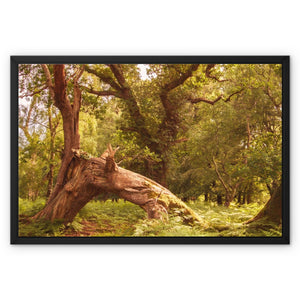 Woodland Wonder