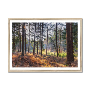 Shadows of the pines