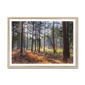 Bolder pines Framed Print