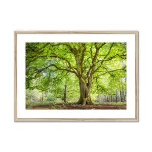 Emerald canopy forest scene