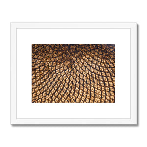Sun Flower seed pattern