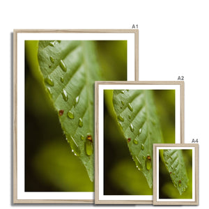 Leaf droplets 3