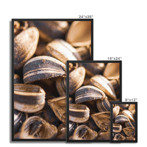 Sun Flower seeds shells