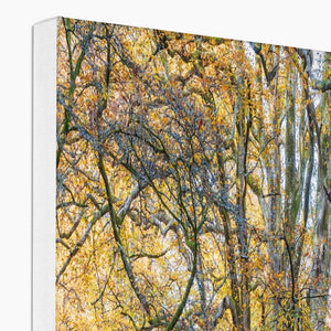 Autumn Beeches