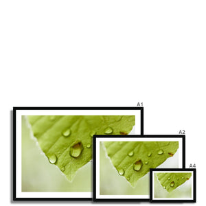 Leaf droplets 4