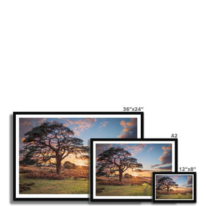 Sunset forest landscape