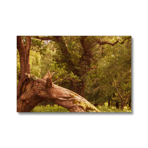 Woodland Wonder
