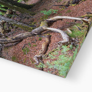 Deep forest landscape