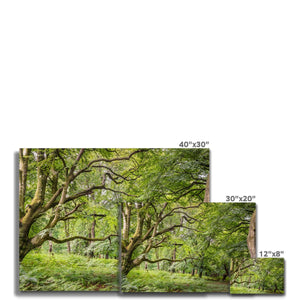 Green forest landscape