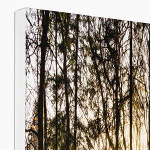 Evening forest sun