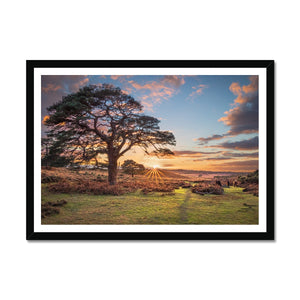 Sunset forest landscape