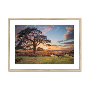 Sunset forest landscape