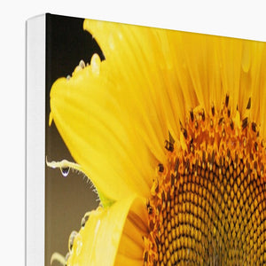 Sun Flower 2