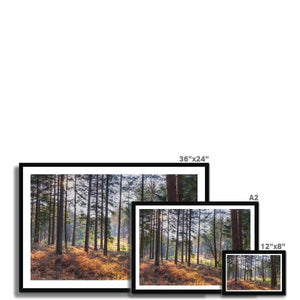 Shadows of the pines