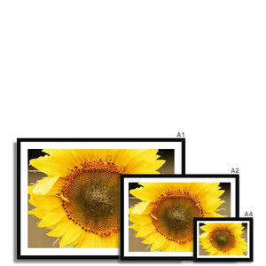 Sun Flower 2