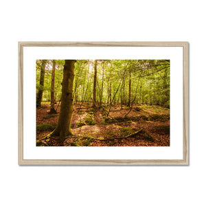 Serene Forest