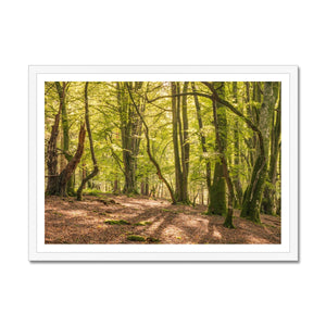 Deep forest shadows