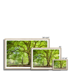 Emerald canopy forest scene